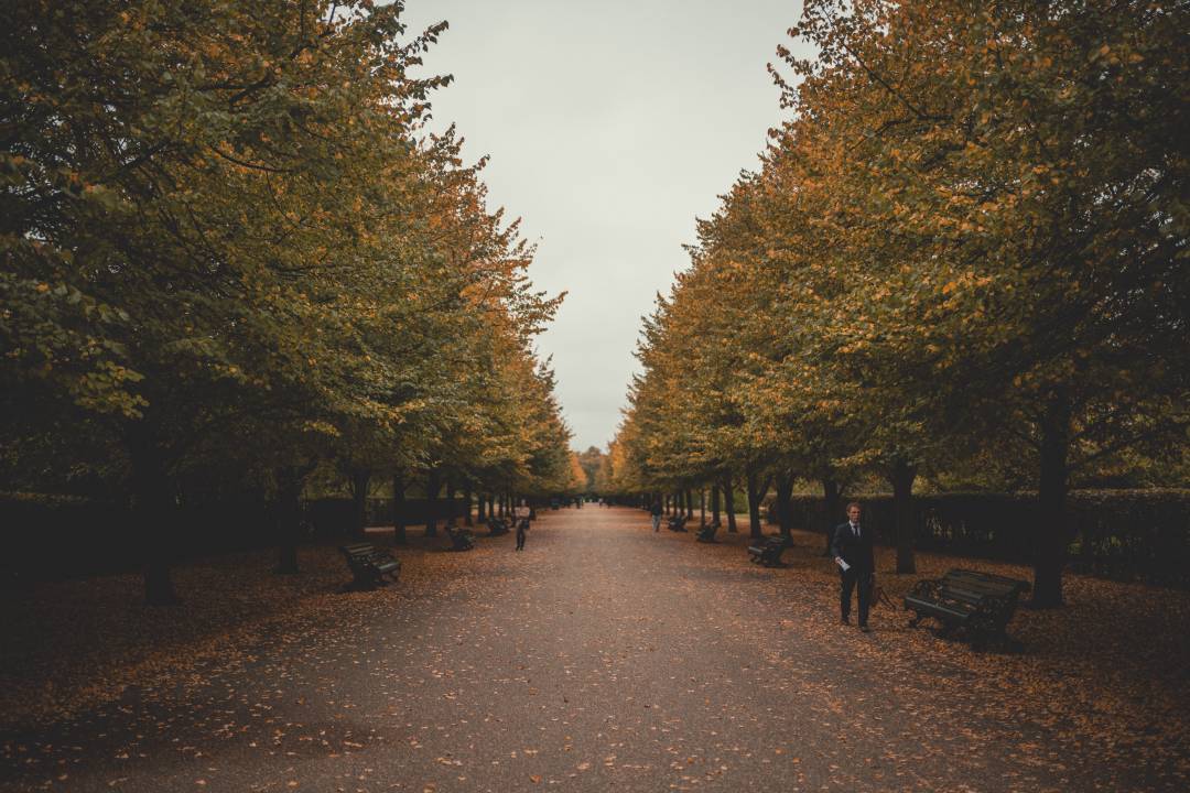 Avenue Of Trees In Park