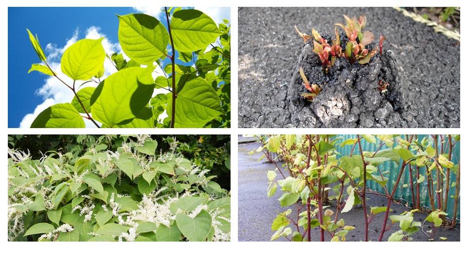 Image showing different types of Japanese knotweed